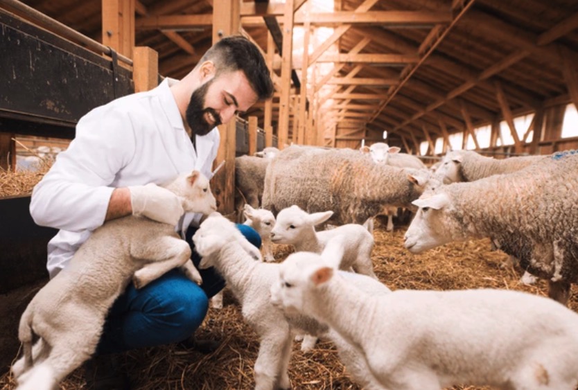 Complete Guide to Veterinary Syringes and Pumps: Types, Applications, and Selection Tips for Professionals