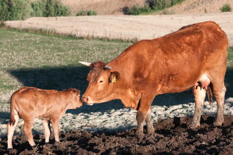 Discover the Top Automatic Veterinary Syringe Makers in China