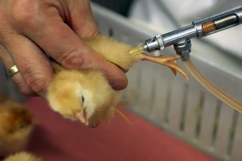 How to Administer Chicken Vaccines Effectively: Tools, Techniques, and Best Practices