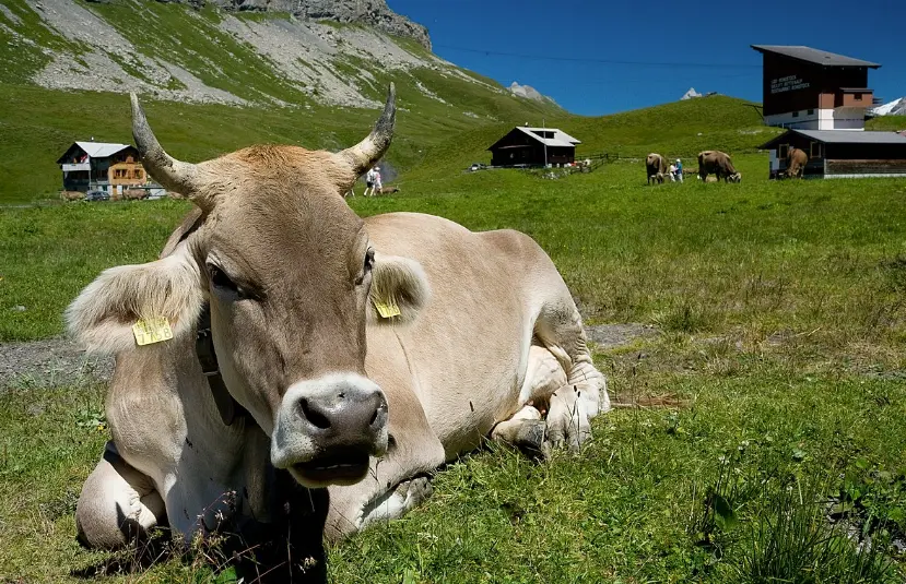 Top Cattle Disease You Must Know and How to Prevent It with Veterinary Syringes