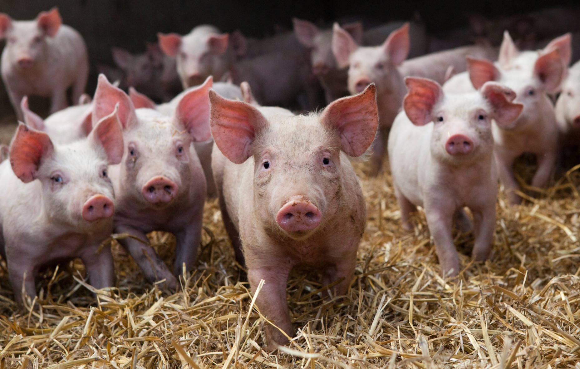 How Many Times a Year Can You Breed a Pig? A Practical Guide for Farm Managers & Veterinary Equipment Buyers