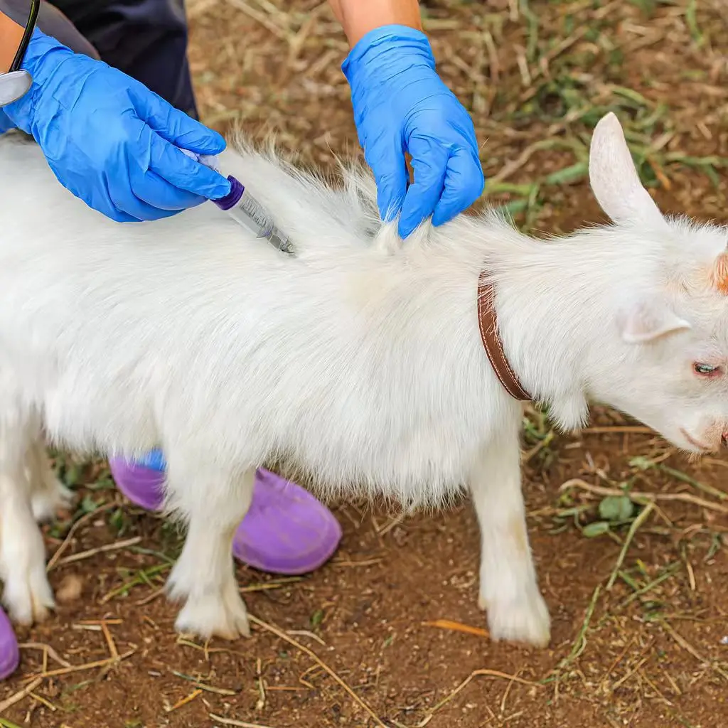 Veterinary Injection Guide: How to Choose the Right Syringe and Needle for Cattle and Farm Animals-1