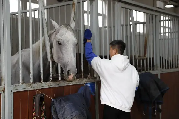 How to Properly Clean Horses: A Comprehensive Guide