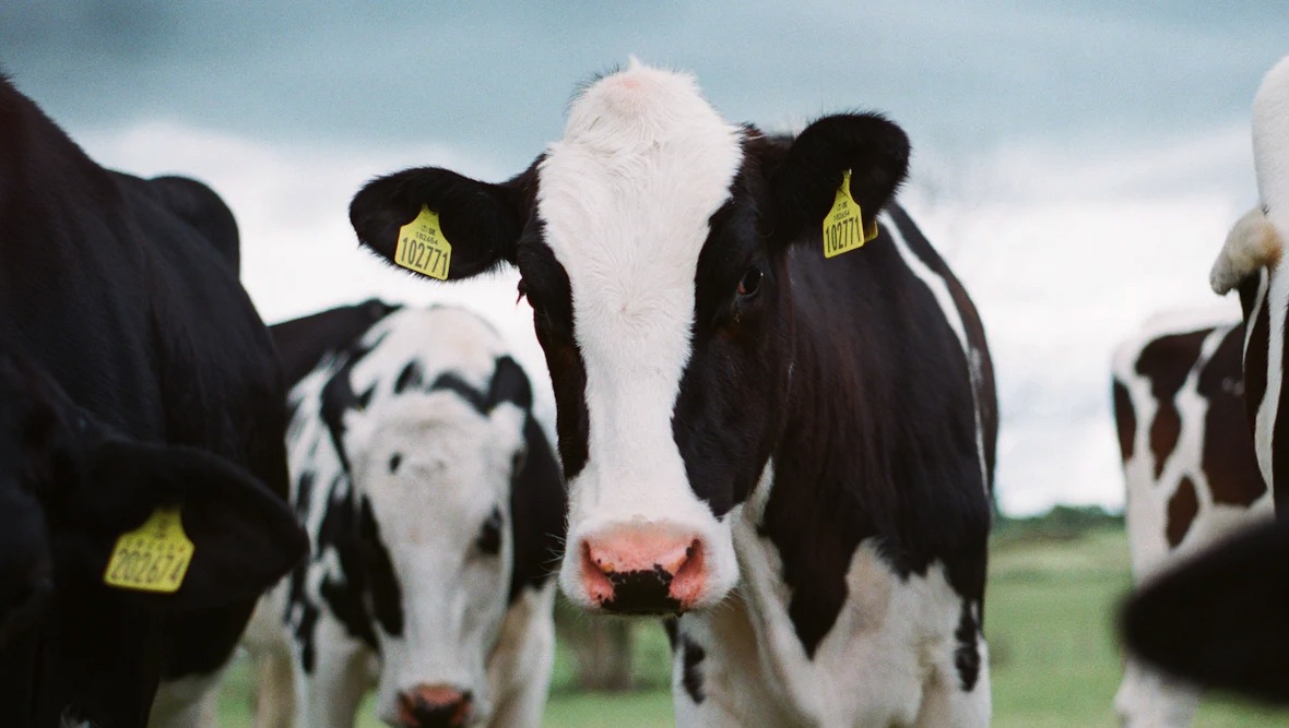 12 Common Cattle Breeds and Their Roles in Farming