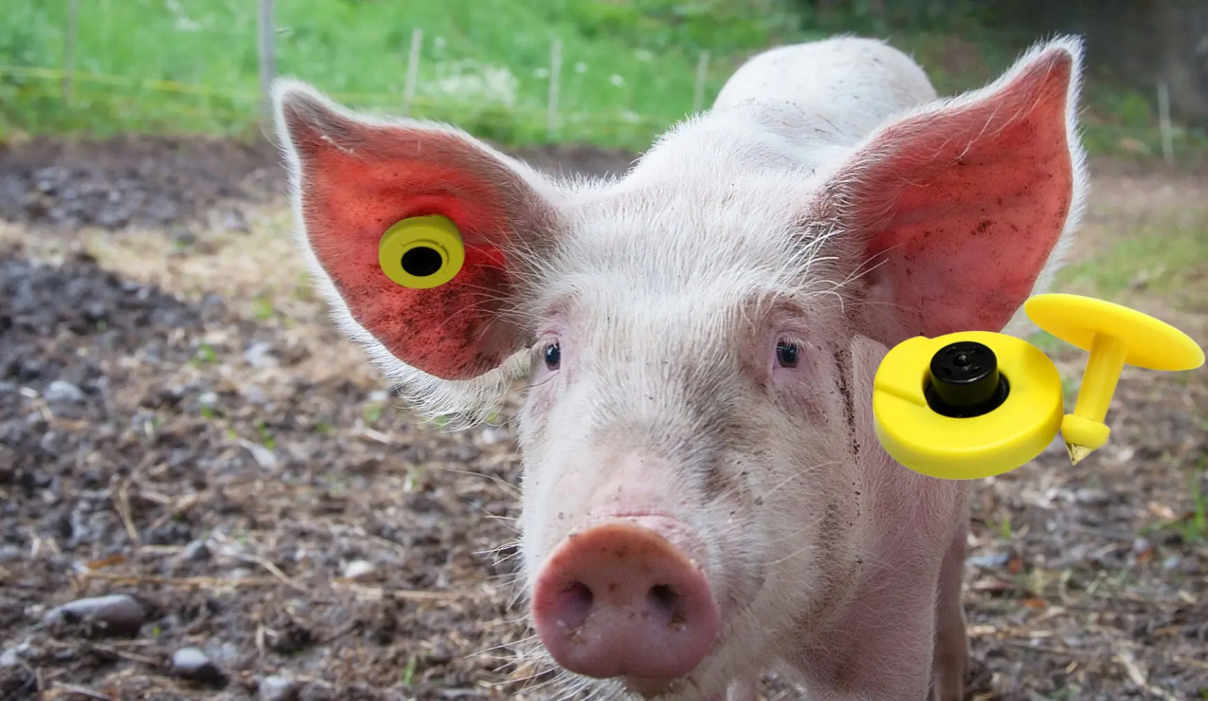 The Ultimate Guide to GPS Ear Tags and USF-Compliant Tracking Solutions