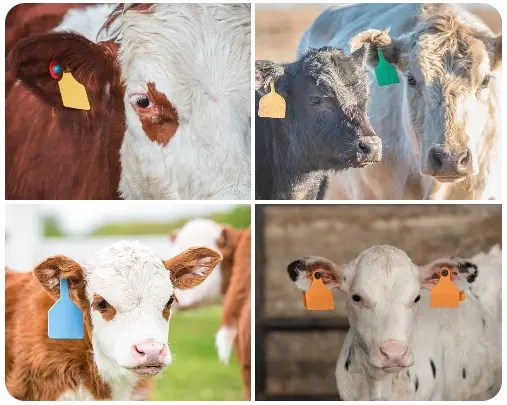 The Ultimate Guide to Cattle Ear Tags: Enhancing Livestock Management and Compliance