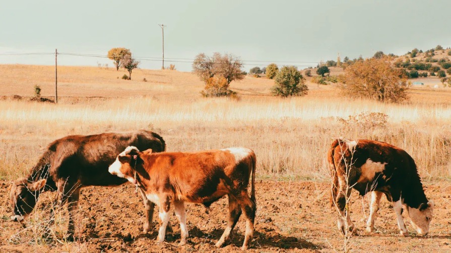 How Often Should You Drench Cattle for Best Results